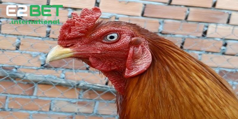 Tìm Hiểu Mắt Gà Chọi Lì: Đặc Điểm Và Tính Cách Chiến Kê