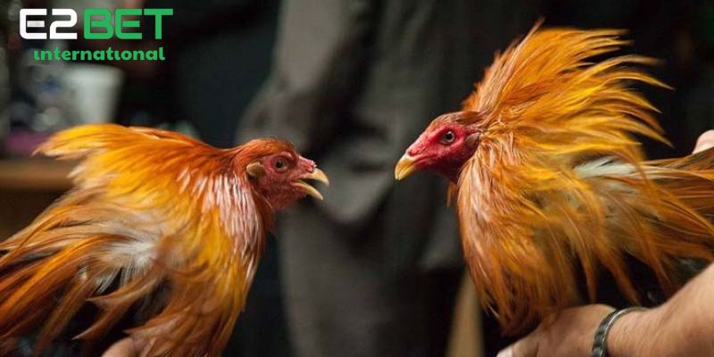 Sơ lược đá gà cpc là gì