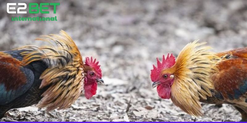 Đá Gà Cựa Dao Philippines - Bí Quyết Chọn Kèo Chuẩn Nhất