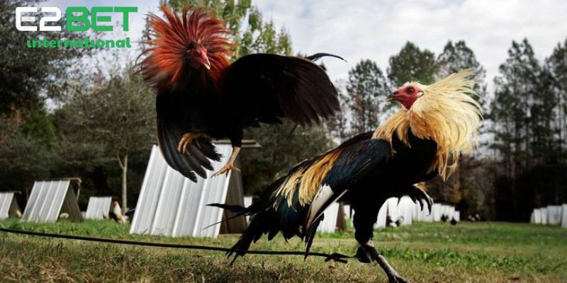 Điểm nổi bật của gà chạy kiệu khi tham gia đá gà